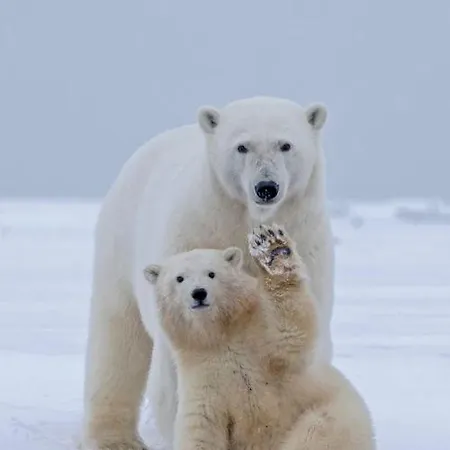 Karakorum Lokum Borowska Apartament *